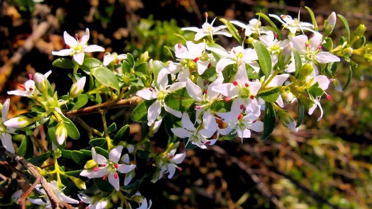 Buch hostoak cystolax-en