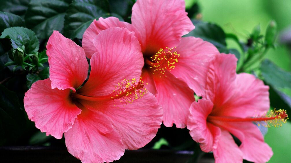 Hibiscus zystolax-en