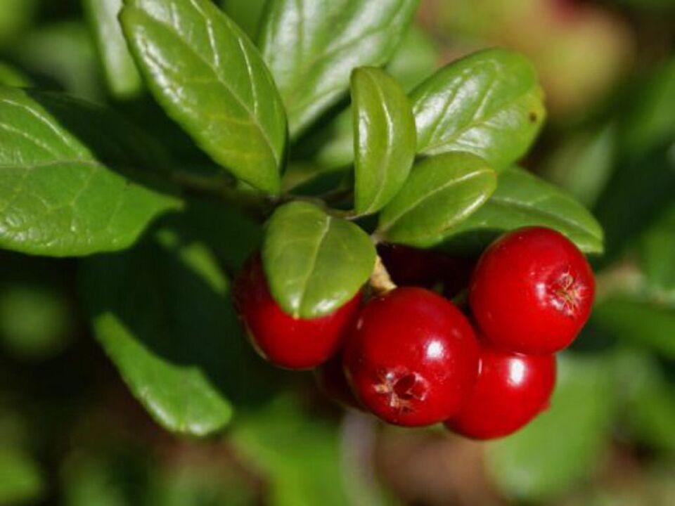 Lingonberry emakumezkoen zistitisetarako